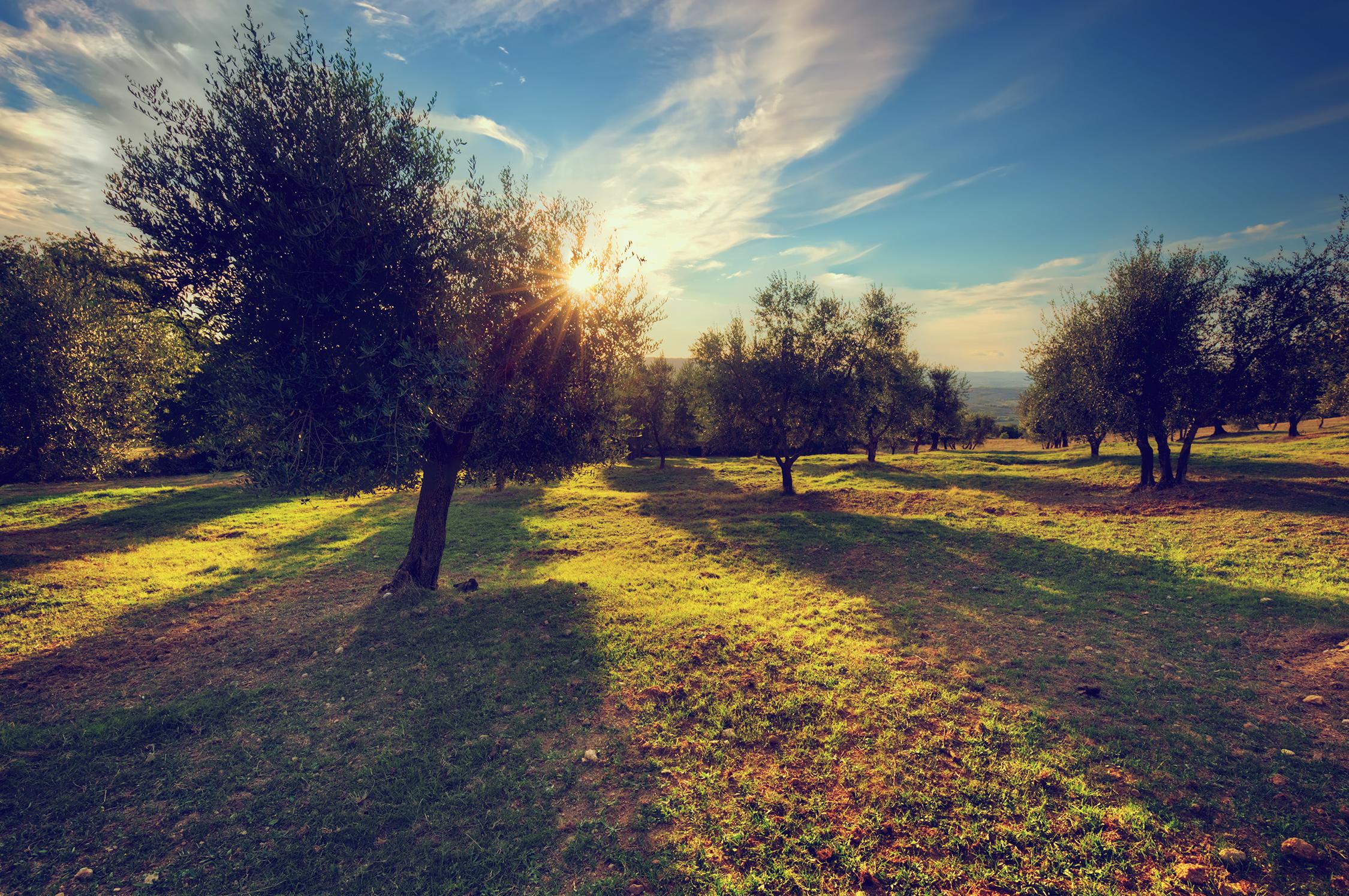 Vendita Olio Toscano | Ristorante Organika, Cortona